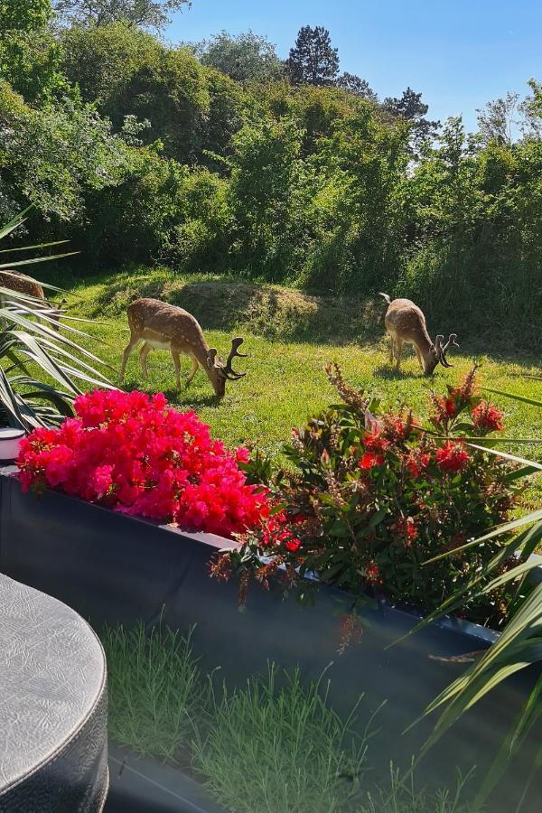 B&B Het Duinhuisje Met Jacuzzi, Gratis Parkeren, 2 Fietsen Te Leen, Airco 잔드보르트 외부 사진
